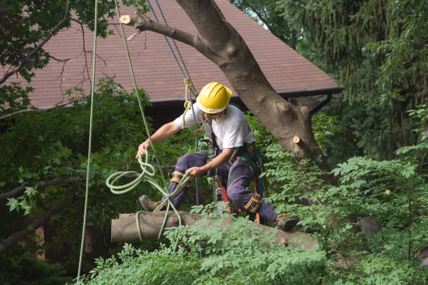 How Our Tree Care Process Works  in  Northville, NY